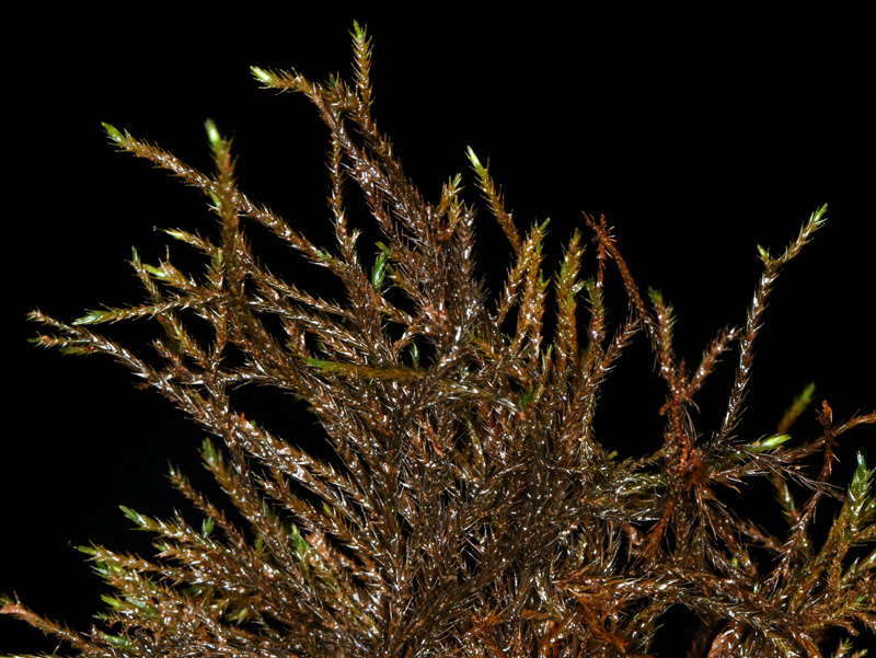 Hygroamblystegium noterophilum